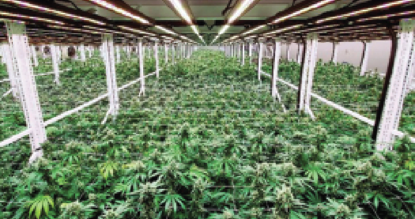 Cannabis