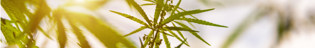Marijuana Leaves